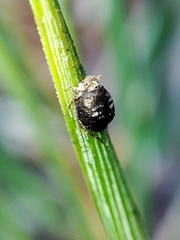 Schizolachnus pineti