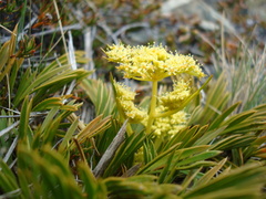 Aciphylla monroi