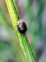 Schizolachnus pineti