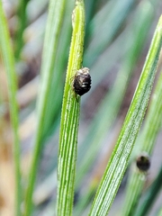Schizolachnus pineti