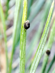Schizolachnus pineti