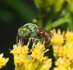 Augochloropsis ignita
