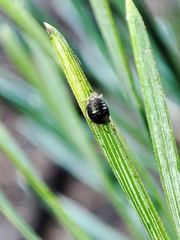 Schizolachnus pineti
