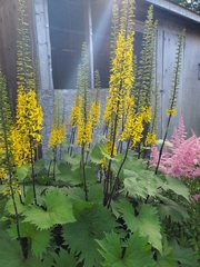 Ligularia stenocephala