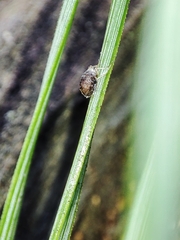 Schizolachnus pineti