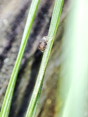 Schizolachnus pineti