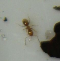 Brachymyrmex minutus