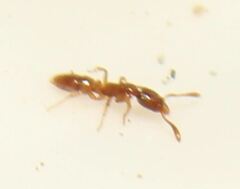 Hypoponera punctatissima