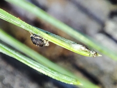 Schizolachnus pineti