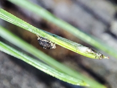 Schizolachnus pineti