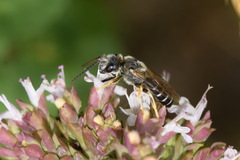 Halictus simplex