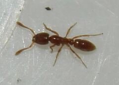 Hypoponera punctatissima