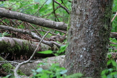 Troglodytes troglodytes