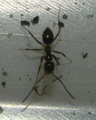 Nylanderia steinheili