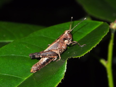 Traulia orientalis
