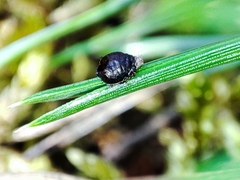 Schizolachnus pineti