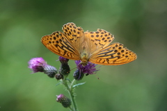 Argynnis paphia
