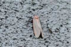 Pygarctia spraguei