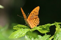 Argynnis paphia