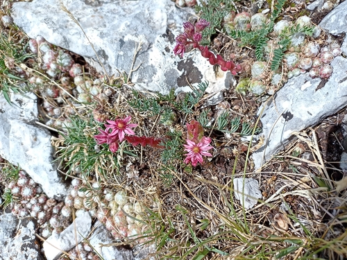 Sempervivum arachnoideum