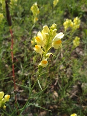 Linaria vulgaris
