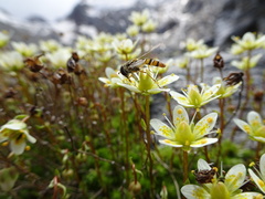 Saxifraga bryoides