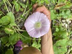 Calystegia sepium