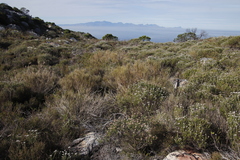 Pseudopentameris macrantha