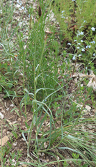 Tragopogon graminifolius