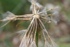 Tragopogon graminifolius