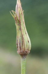 Tragopogon graminifolius