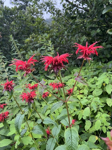 Monarda didyma