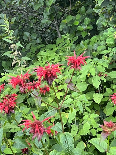 Monarda didyma