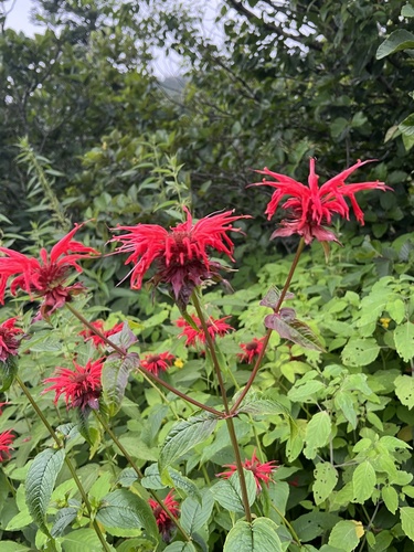 Monarda didyma