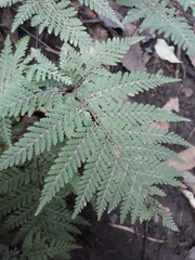 Parapolystichum microsorum pentangulare