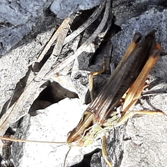 Stenobothrus rubicundulus