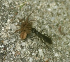 Auplopus carbonarius