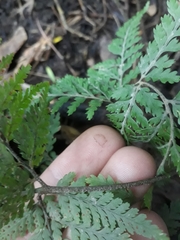 Parapolystichum microsorum pentangulare