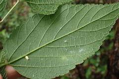 Celticecis pyriformis