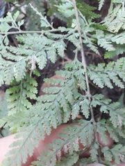 Parapolystichum microsorum pentangulare