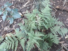 Parapolystichum microsorum pentangulare