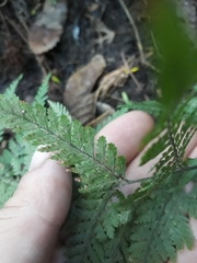 Parapolystichum microsorum pentangulare