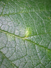 Celticecis pyriformis