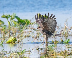 Rostrhamus sociabilis plumbeus