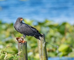 Rostrhamus sociabilis plumbeus