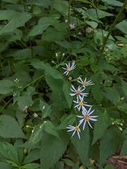 Eurybia chlorolepis