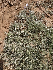 Convolvulus holosericeus