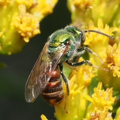 Augochloropsis ignita