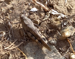Bryodemella tuberculata