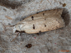 Stibaromacha ratella